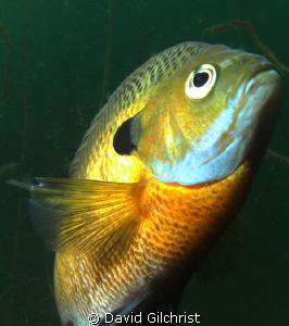 Bluegill Sunfish C/U, Windmill Point Quarry near Lake Erie by David Gilchrist 